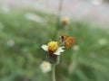 Photo of brown butterfly on the yellow flower in the garden Royalty Free Stock Photo