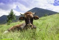 Photo of brown cow lying on meadow in mountains