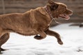 happy dog cane corso runs out of the house through the snow in the backyard