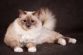 Brown fluffy cat Neva Masquerade Siberian