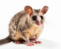 photo of brown four-eyed opossum isolated on white background. Generative AI Royalty Free Stock Photo