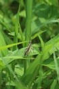 Photo of brown grasshopper. Its latin name is Valanga nigricornis.