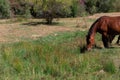 Photo of brown horse grazing in the field at midday in summer Royalty Free Stock Photo