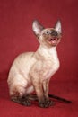 Brown kitten Cornish Rex cat sits and meows