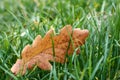 Photo of brown oak leaf among green grass Royalty Free Stock Photo