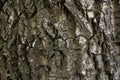 Photo of brown, rough tree bark texture Royalty Free Stock Photo