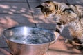 Angry striped cat splashing water