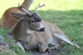 Buck Sitka Black Tail Deer in the Alaska Wildlife Conservation Center