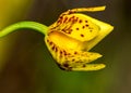 Bud of Orchid Oncidium Aloha Iwanaga yellow Royalty Free Stock Photo