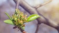 Buds of pear tree. Young green leaves blooming on the tree. Unblown bud of fruit tree in spring. Spring garden. first Royalty Free Stock Photo