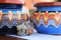 Bulgarian Pottery Royalty Free Stock Photo