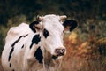 Photo of a bull for a poster or calendar. Charming cute country animal from the farm. Large portrait of a thoroughbred adult cow