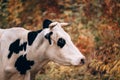 Photo of a bull for a poster or calendar. Charming cute country animal from the farm. Large portrait of a thoroughbred adult cow Royalty Free Stock Photo