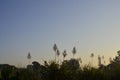 Bulrushes making a beautiful picture with the backdrop of a beautiful winter morning sky.