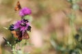 This is a photo of a bumblebee and butterfly on a pink flower. Royalty Free Stock Photo