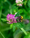 Photo of bumblebee collecting nectar from purple flower Royalty Free Stock Photo