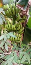 Photo of bunch of banana in the farm