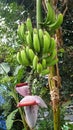 Photo Of A Bunch Of Banana On Tree, Ripening Of Bananas