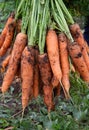 Photo of a bunch of carrots fresh juicy crispy vegetables just pulled from the garden in autumn close up Royalty Free Stock Photo