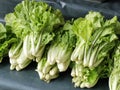 Photo of a bunch chinese cabbage on vendor stall shelf.