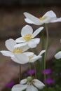 a bunch of Snowdrop anemone on a brown background