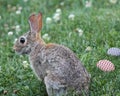 Photo of a bunny in the grass with Easter eggs.