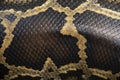 Photo of Burmese python scales. Natural pattern of a living snake Royalty Free Stock Photo