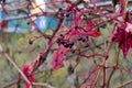 Photo of a bush branch with black berries. Close-up.