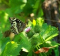 Photo butterfly in the forest Royalty Free Stock Photo