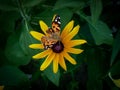 A photo of a butterfly on a growing yellow flower Royalty Free Stock Photo