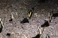 Photo of the butterfly Heraclides torquatus or also known as Papilio torquatus