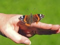 Butterfly on human hand red admiral markings on wings