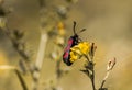 Butterfly Zygaena filipendulae