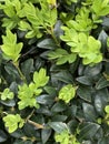 Photo of the Buxus Plant