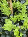 Photo of the Buxus Plant