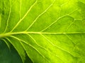 Photo cabbage leaf close-up.