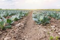 Photo of a cabbage sprout in a field. A field is planted with cabbage. Agriculture of young cabbage in summer