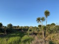 Photo of Cabbage Tree Ti Kouka or Cordyline Australis a Distinctive Tree in the New Zealand Landscape