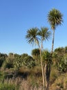 Photo of Cabbage Tree Ti Kouka or Cordyline Australis a Distinctive Tree in the New Zealand Landscape