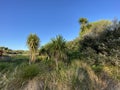 Photo of Cabbage Tree Ti Kouka or Cordyline Australis a Distinctive Tree in the New Zealand Landscape