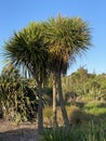 Photo of Cabbage Tree Ti Kouka or Cordyline Australis a Distinctive Tree in the New Zealand Landscape