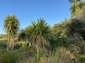 Photo of Cabbage Tree Ti Kouka or Cordyline Australis a Distinctive Tree in the New Zealand Landscape