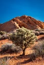 Photo of cactus with Bighorn Sheep in the background in Valley of Fire State Park, Nevada, USA. Royalty Free Stock Photo