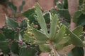 Photo of a cactus called prickly pear