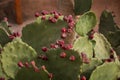 Photo of a cactus called prickly pear