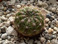 Photo of Cactus Plant Echinocactus grusoni