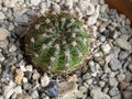 Photo of Cactus Plant Echinocactus grusoni