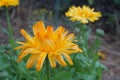 Photo of a calendula flower after a rain. A large, lush flower. Royalty Free Stock Photo