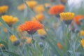 Photo of calendula flowers on the background of a meadow and other calendula plants. Royalty Free Stock Photo