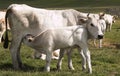 Photo of calf suckling milk from her mother Royalty Free Stock Photo